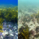 Rocky reefs off Australia’s western coast before (left) and after (right) a 2011 marine heatwave. Image: T. Wernberg